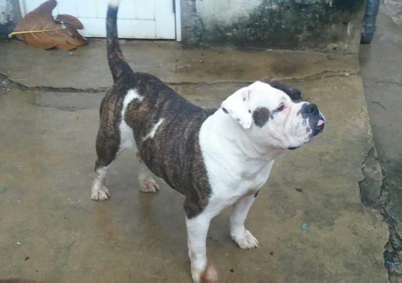 Kenay | Olde English Bulldogge 