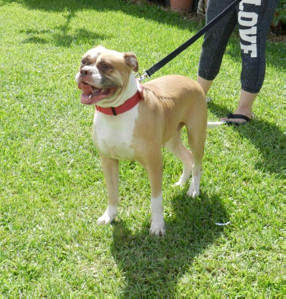 Arocha Maya of Byfb | American Bulldog 