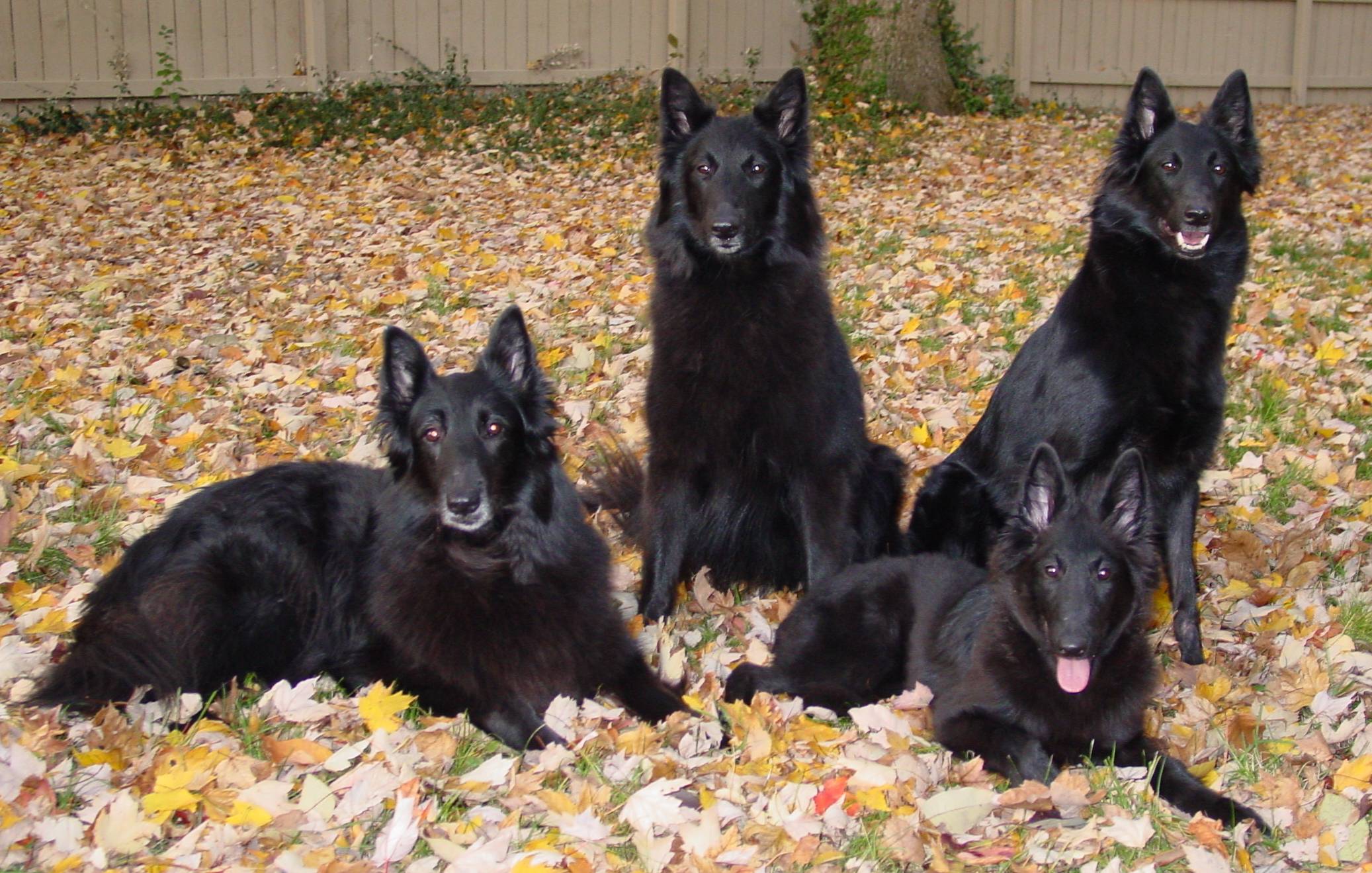 BELGIAN SHEPHERD