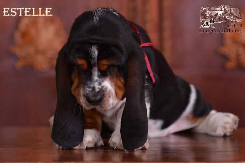 Estelle Long ?astle ?ound | Basset Hound 