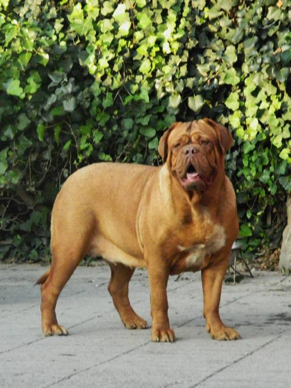 LENNOX DEL MARQUEZ | Dogue de Bordeaux 