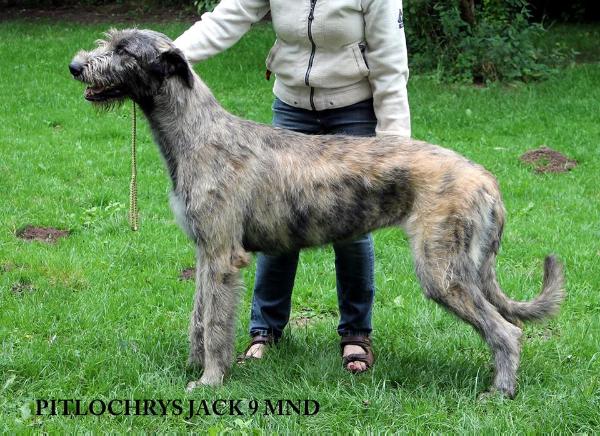 Pitlochry's Uncle Jack | Irish Wolfhound 