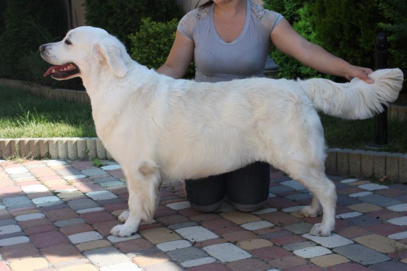 TRAMIN DERRICA | Golden Retriever 