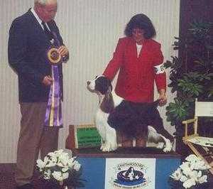 Breakaway's CrownRoyal Mr. Tea | English Springer Spaniel 