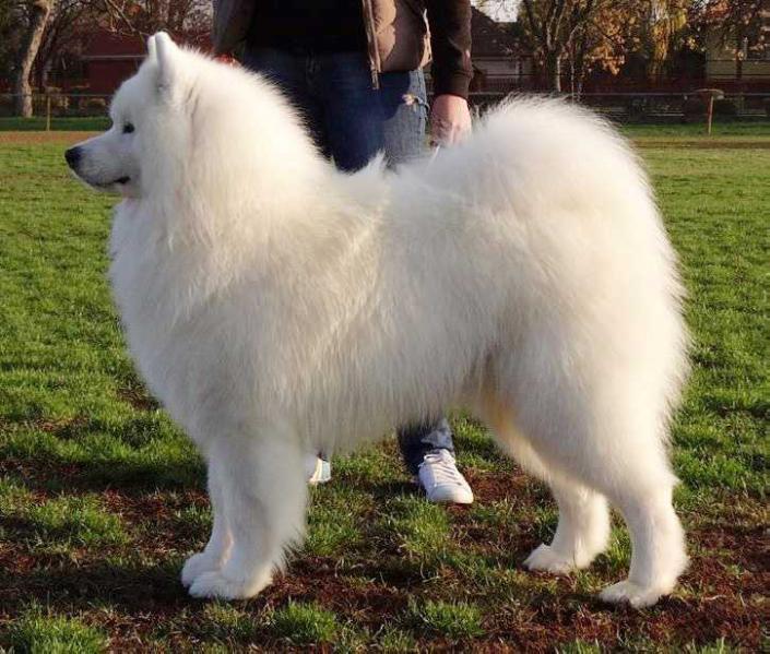 Quest for glory of severnaya-Sam | Samoyed 