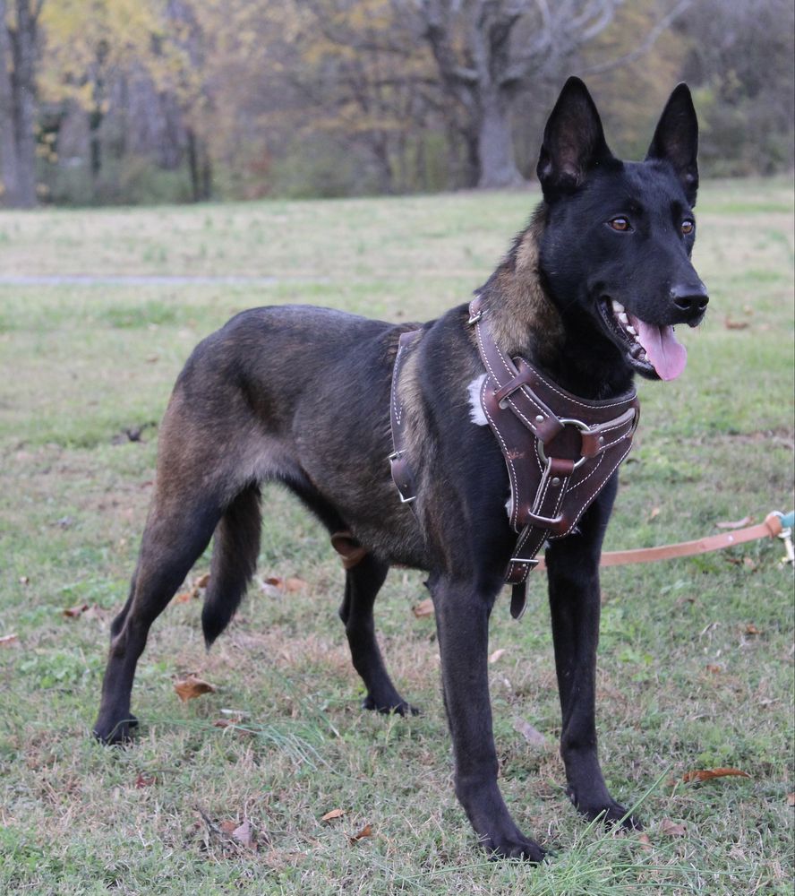 Sansa Wilderness | Belgian Malinois 