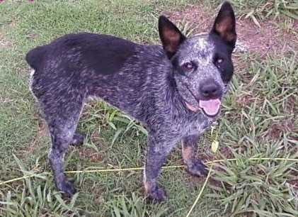 ANNA BANANA | Australian Cattle Dog 