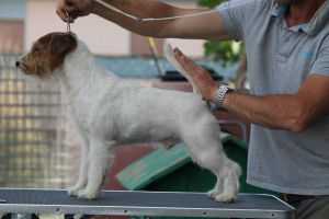 Touchstar Altavista | Jack Russell Terrier 