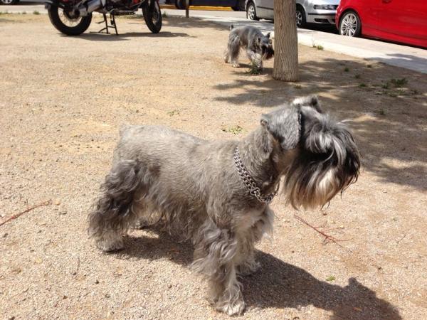 Babieca de Peñafiel | Miniature Schnauzer 