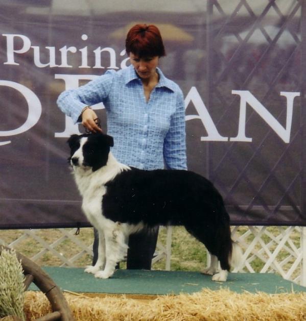 Borderguard Bridge | Border Collie 