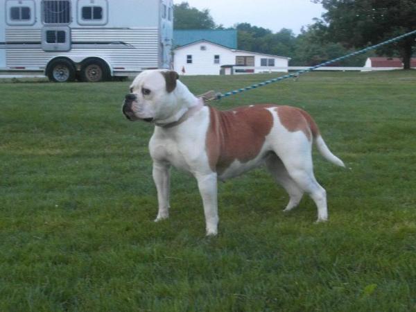 Steel Curtains Chloe | American Bulldog 