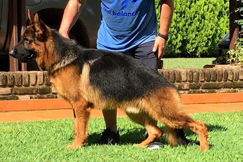 Sumo von Kisman | German Shepherd Dog 