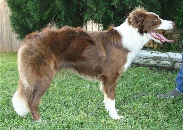 Hob Nob Brick | Border Collie 