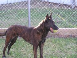 Kim vd Heijden | Dutch Shepherd 