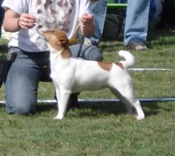 Lucky Jack Diamond | Jack Russell Terrier 