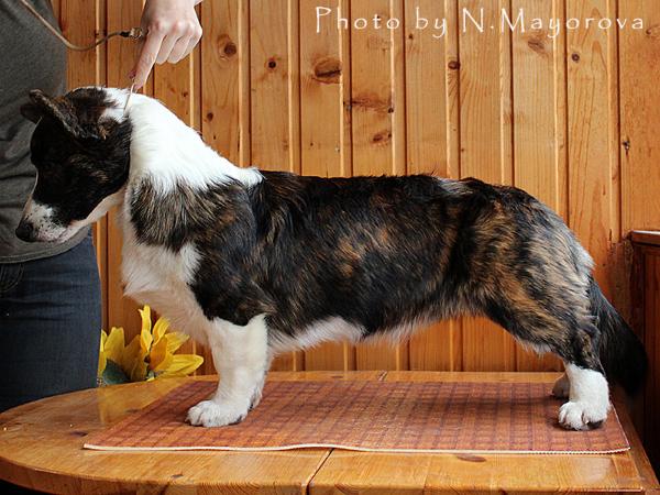 All Trade Over The Moon | Cardigan Welsh Corgi 