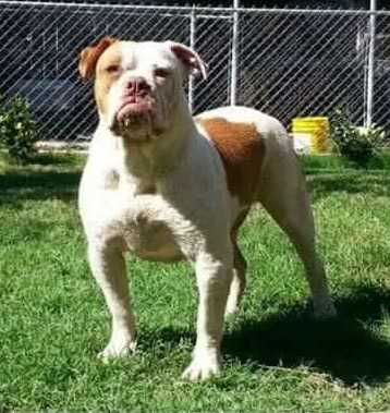 Strong Side Grenadine of Wide Mouth | American Bulldog 