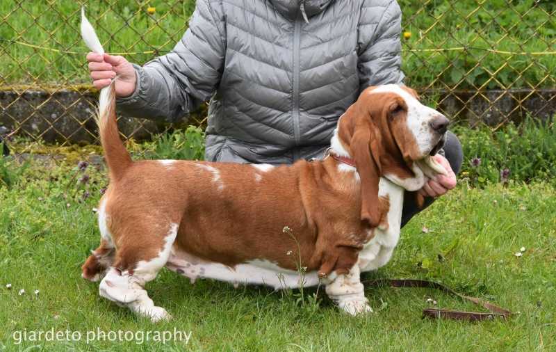 Laura Klan Piegowatych | Basset Hound 