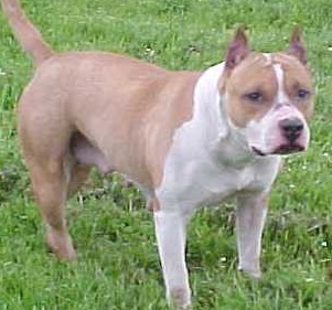 Grimloc's Sar - n - Dippiti | American Staffordshire Terrier 
