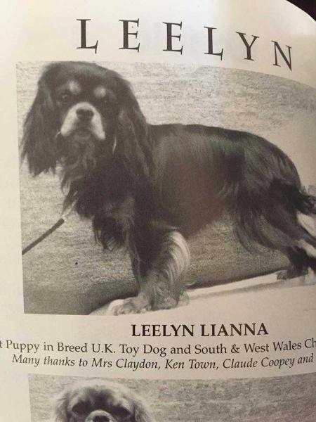 Leelyn Lianna | Cavalier King Charles Spaniel 