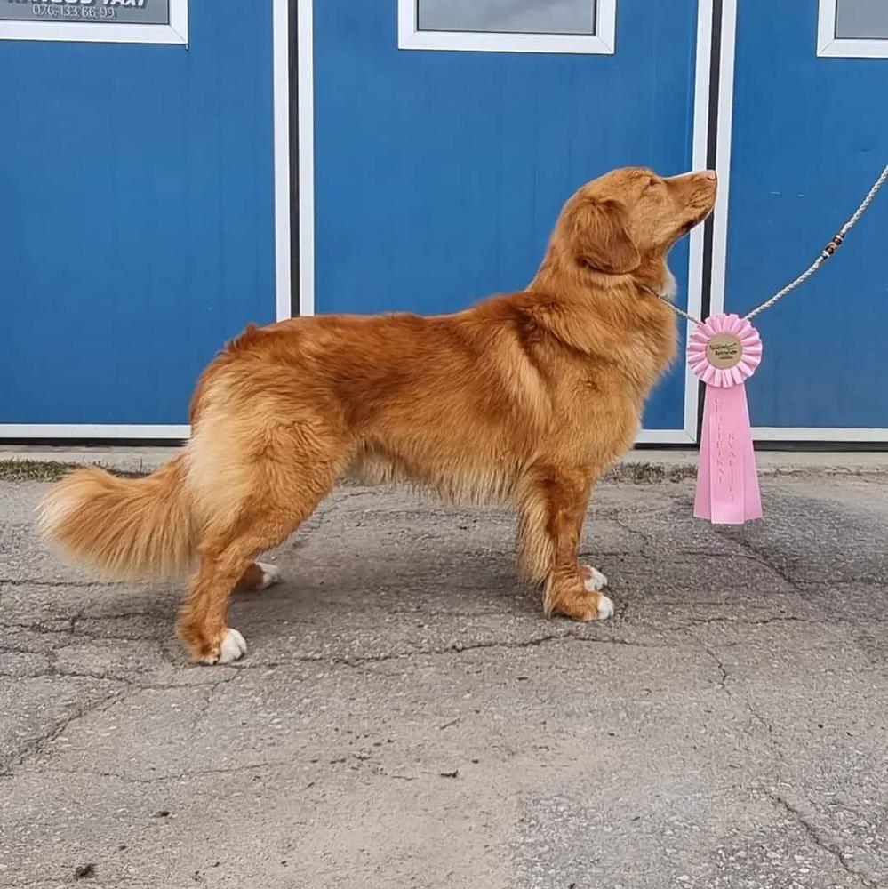 Lorevy Mazai | Nova Scotia Duck Tolling Retriever 