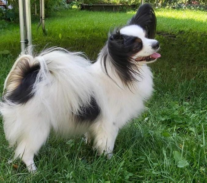 Milbu Jollity | Papillon 