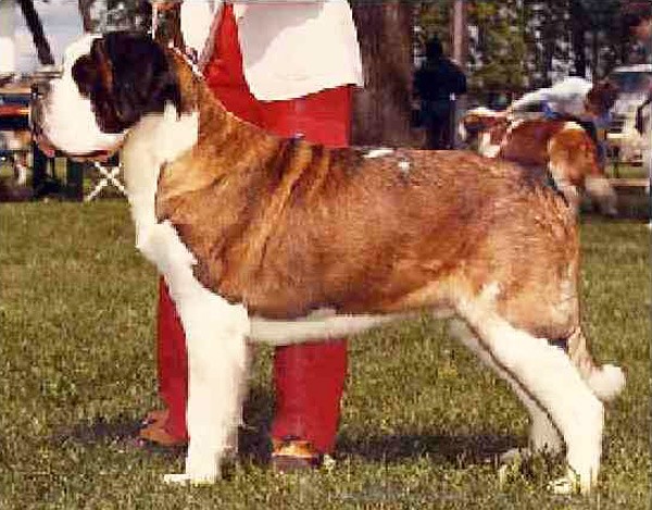 Opdyke's Rascal | Saint Bernard 