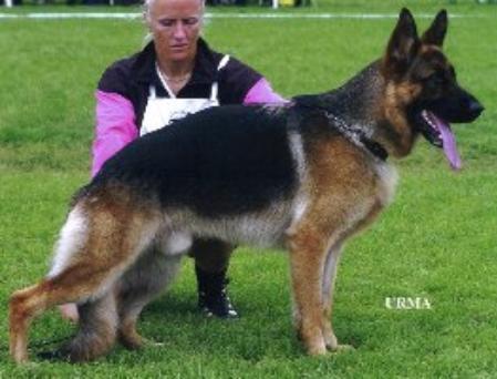 Fasties Unique | German Shepherd Dog 