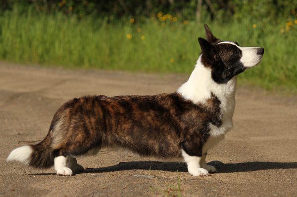 Big-Wood's Triumph Renown | Cardigan Welsh Corgi 