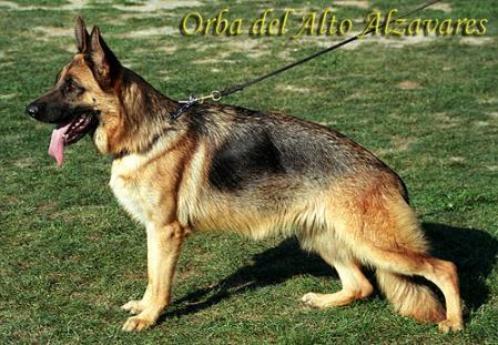 Orba Del Alto Alzavares | German Shepherd Dog 