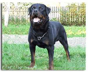 Otto Raizend Selen | Rottweiler 