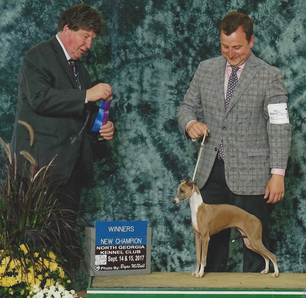 Rhondie’s DeeDee At Marchwind | Italian Greyhound 