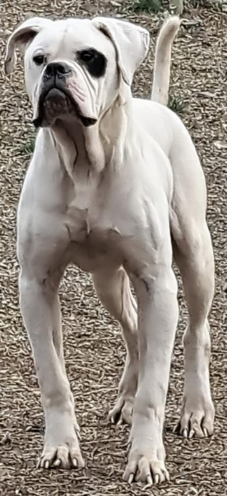 MRT'S Thor of Daisy May's | American Bulldog 