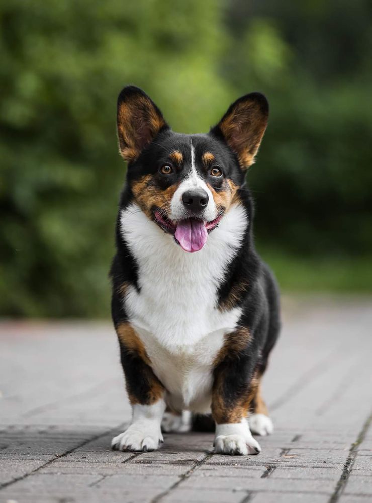 Pretender starting the game | Cardigan Welsh Corgi 