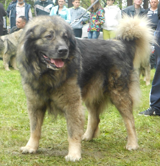 Ari murko | Yugoslavian Shepherd Dog-Sarplaninac 