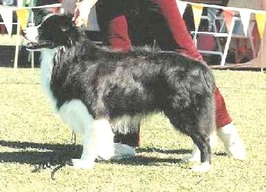 Marclan Knight Rider | Border Collie 