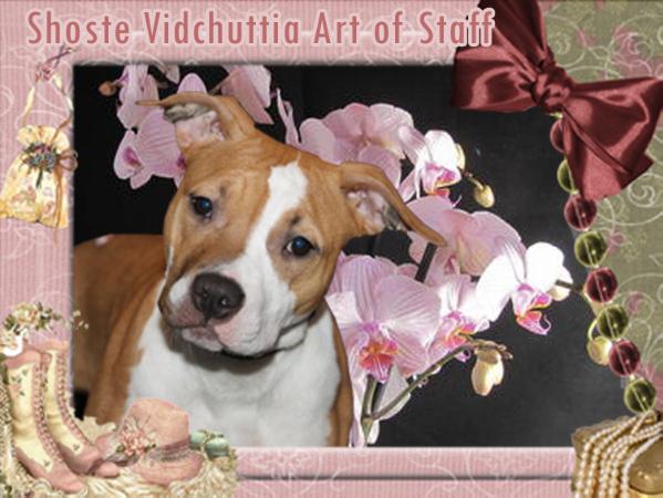 Shoste Vidchuttia Art of Staff | American Staffordshire Terrier 