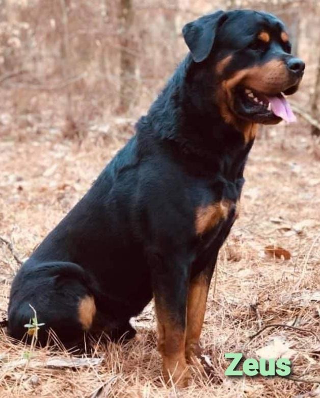 Murphy's Zeus boy | Rottweiler 