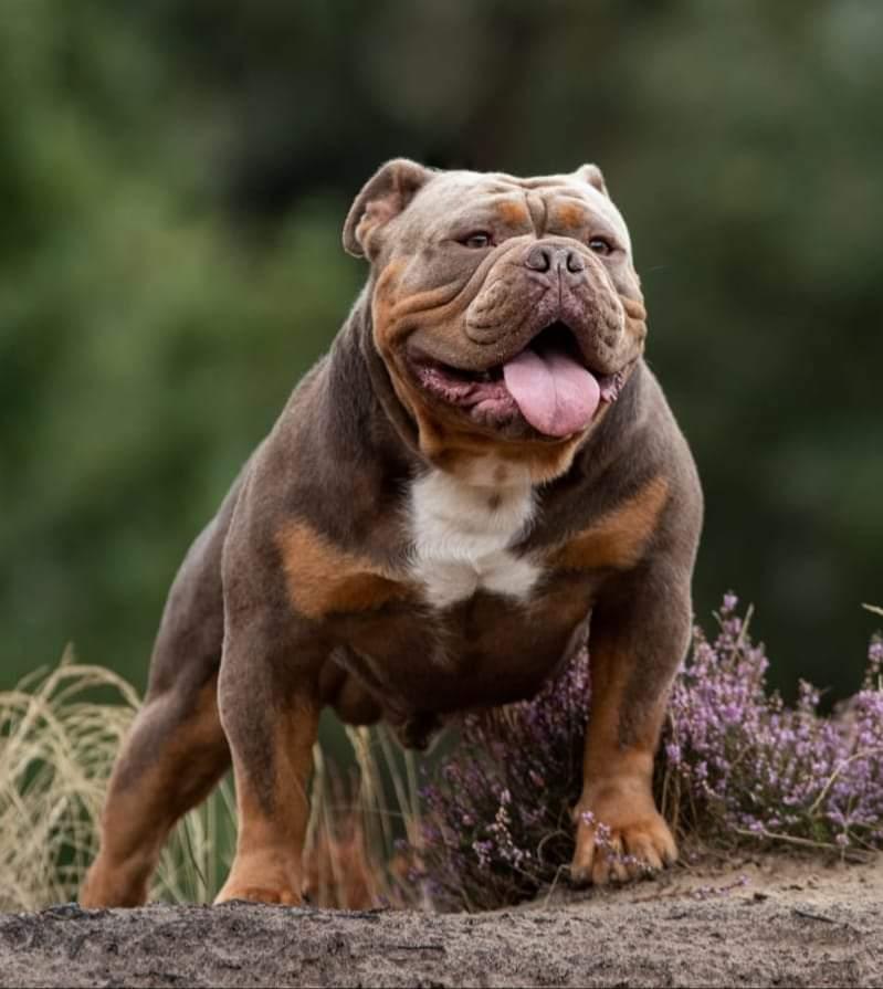 Von Der Wewlesburb Anouk AKA Blade | Olde English Bulldogge 