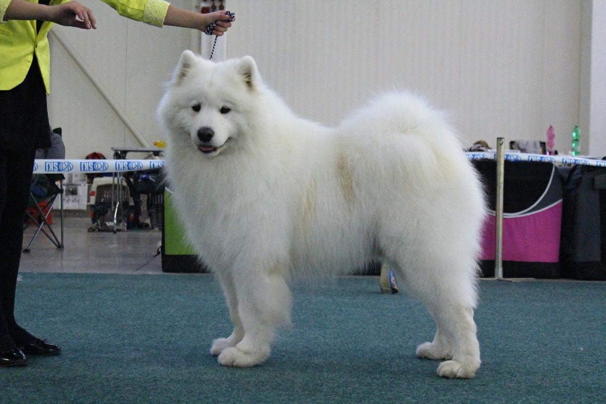 Albert Snehový zázrak | Samoyed 