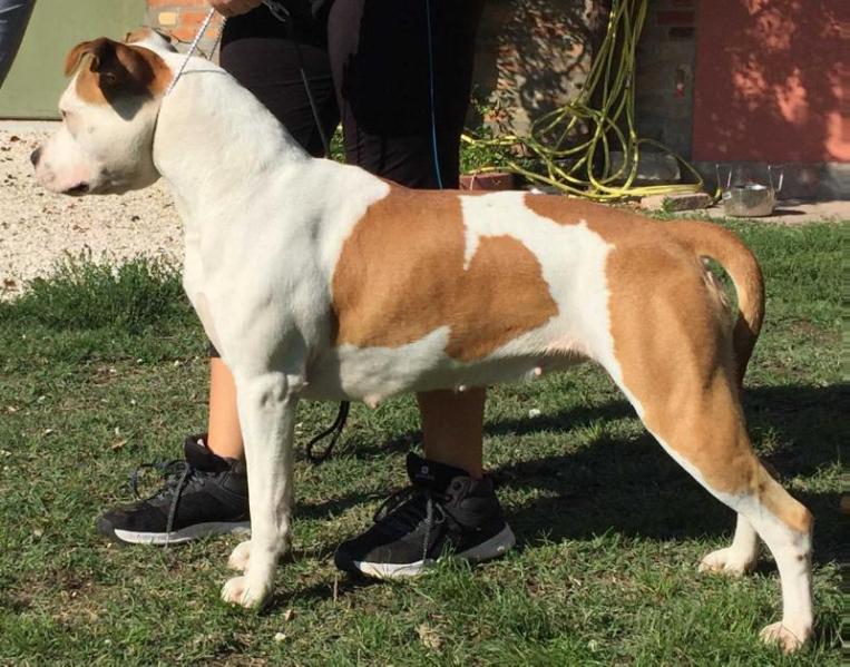 Hot Family White Cristal | American Staffordshire Terrier 