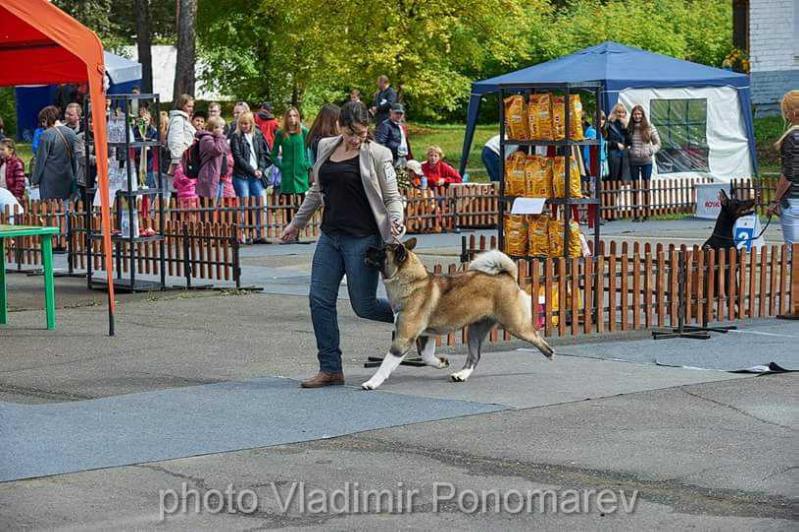 Ayrek-dart Sintia joy sors | Akita 