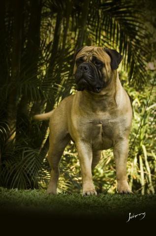 ELLIOT NESS QE  DA BOCA DO MATO | Bullmastiff 