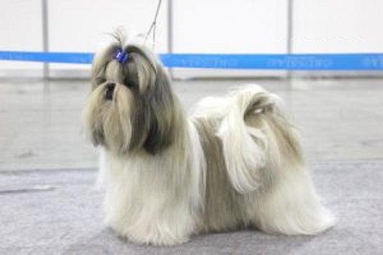 Sandauri Pikasso Point | Shih Tzu 