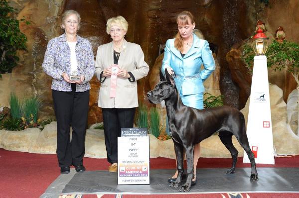 Longo Miller N Lore's Light My Phire | Great Dane 