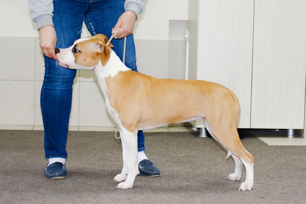 DeVil Staff Ledy in Red | American Staffordshire Terrier 
