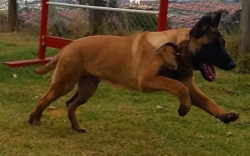 ASLAN INTREPID MALI | Belgian Malinois 