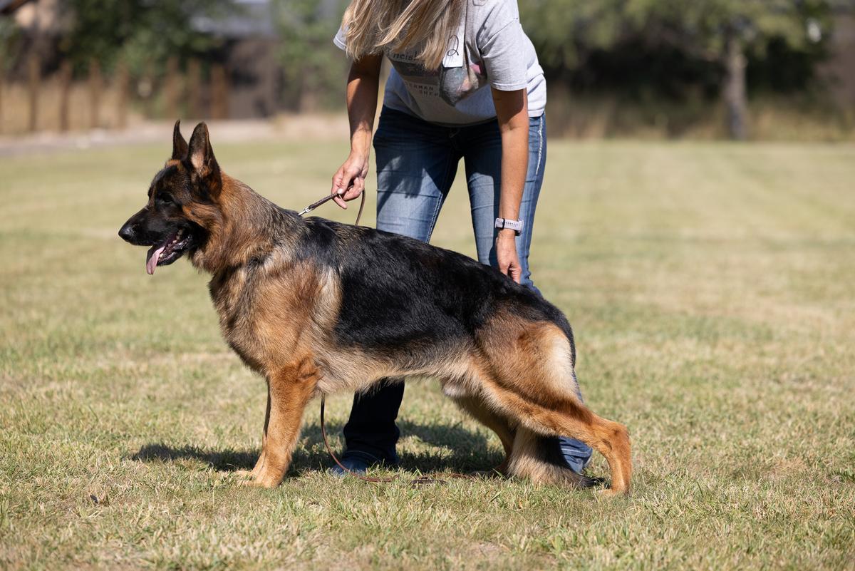 Pathos Della Valcuvia | German Shepherd Dog 