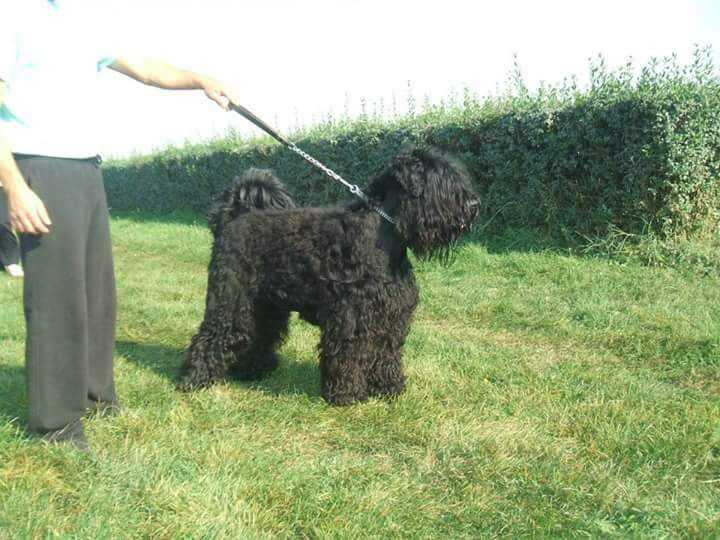 ALEX | Black Russian Terrier 