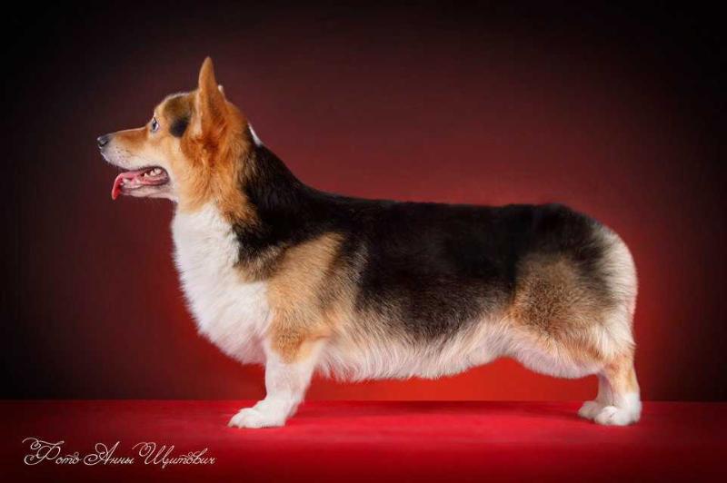 Vlaterfolg E Pluribus Unum | Pembroke Welsh Corgi 